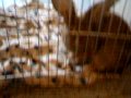 Chocolat le lapin rescapé