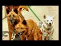 \"Funny Dog Day At The Beach\" - Planet Pets TV 1