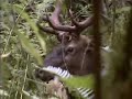 Oregon Elk Hunting 2007