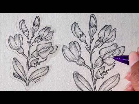 Acacia flower Drawing Step by Step – I'm Youtuber – Follow my videos to