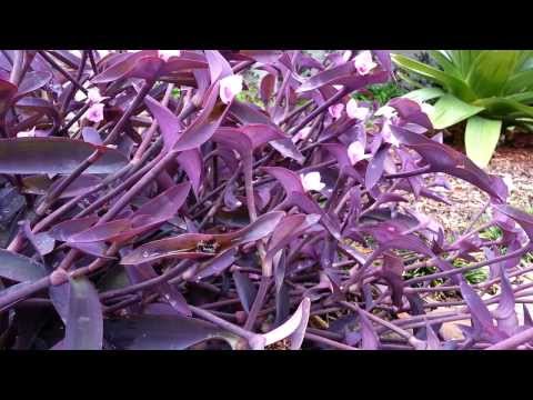how to propagate purple queen
