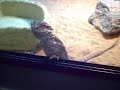 My Pets Slideshow My Pets Slideshow
