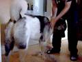 videos de les joies de la mue