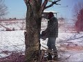 Cutting down a tree Cutting down a tree