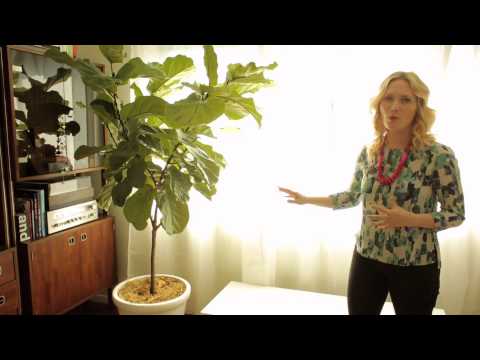 how to replant indoor plants