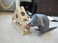 Kitten playing with toy Kitten playing with toy