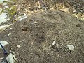 mid state trail hike:  greenwood spur       ant hill