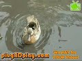 baby-ducklings-climbing-up-an-incline.html