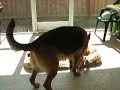 Jake and Wolf play some tug of war