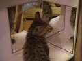 YouTubeサムネイル[0vy1yHPk7eI] - 1枚目