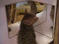 YouTubeサムネイル[0vy1yHPk7eI] - 2枚目