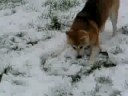 akita inu qui joue (rare lol)