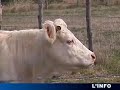 Agriculture; pas de vacances pour les agriculteurs