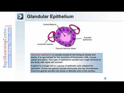 tissue - http://www.rapidlearningcenter.com - RL216 Comprehensive Anatomy and Physiology - CT04: Introduction to Anatomy and Physiology - What is Epithelial Tissue?