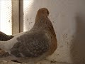 wwwsandiklibiz-sand-kl-dernei-oyun-ekibi-1-.html