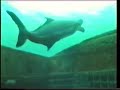 Red Sea Dolphins