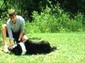 Shaping Demonstration: Training a Dog to Roll Over by zakgeorge21