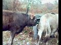 Sejas de aliste-turco i sus vacas Sejas de aliste-turco i sus vacas