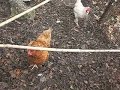 Hawk proof roof for backyard chicken run Hawk proof roof for backyard chicken run