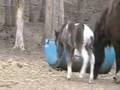 videos de Super Cute Mini-horses.
