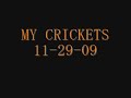 MY cricket yt final.wmv