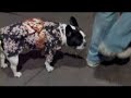 French bulldog　kimono+eat sashimi フレンチブルドッグ着物で和食屋へ