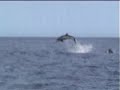 Jumping Bottlenose Jumping Bottlenose