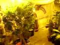 canabis college amsterdam - garden