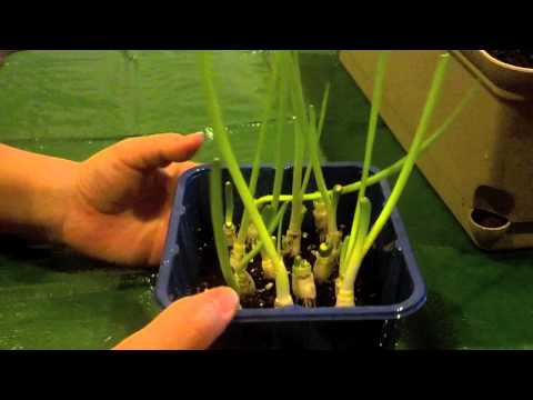 how to replant green onions in water