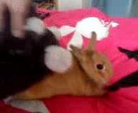 Lolle hardstylsex ... xd
