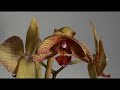 Another Orchid Blooms (Time Lapse)