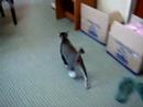 malu2 kucing