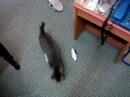 malu2 kucing malu2 kucing