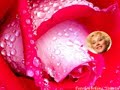 conny-vandenbos-roosje-mn-roosje.html