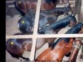 Stop Horse Slaughter