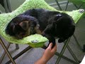 Cat tolerates Yochon Puppy (Bichon Frise Yorkie mix)