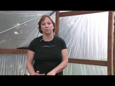 how to transplant ice cube orchids
