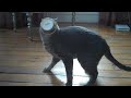 Gato Tomando Sorvete