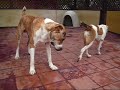 Breeding couple Central Asian Ovcharka Dogs