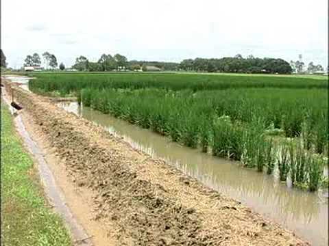 how to harvest rice in arkansas