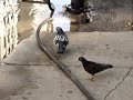 Pigeon wants a drink