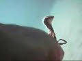 HORNY OCTOPUS