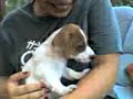 jack russell puppy comes home