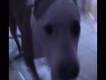 Pumares critica mi corto Pumares critica mi corto
