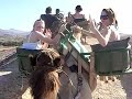 Sammy N Kirstie n Camel....