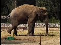 Celebrities call to free Rhanee, the Asian elephant