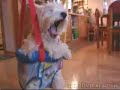 Dog in a Swing Dog in a Swing