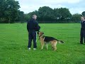 security dog training