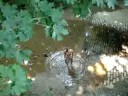 Capturing my dropped flip flop