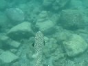 Hawaii - Puffer fish at Kahalu\
